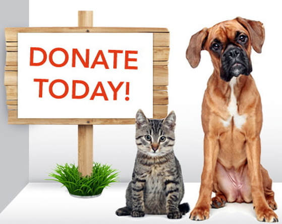 Picture of dogs and cat for adoption waiting for donation for non-profite